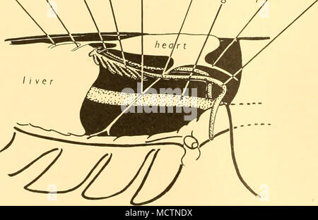 . *Fig. I. La dissezione per mostrare lo sviluppo del sistema riproduttivo maschile. :Â : 15. ala, antero-laterale arteria; ca, aorta cefalica; da, aorta discendente; ^, gut; ha, arteria epatica; pa, aorta posteriore; /, testicolo, vd, vas deferens. Il testicolo / (Fig. i) si estende in parte al di sotto del cuore e in parte sulla superficie dorsale del fegato al quale esso è attaccato da una piega del mesenterio. Essa è costituita da quindici finger-simili * Figg. 1-7 mostrano fasi progressive nello sviluppo del sistema riproduttivo maschile. Foto Stock