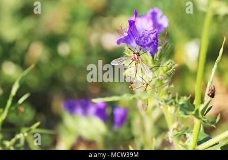 Insetti seduto sul fiore fiori viola nella natura - Fotografia macro Foto Stock