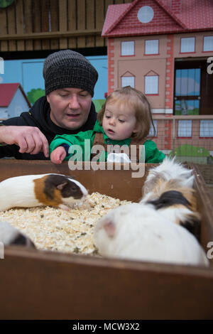 Il Toddler accarezzare un cavia Foto Stock