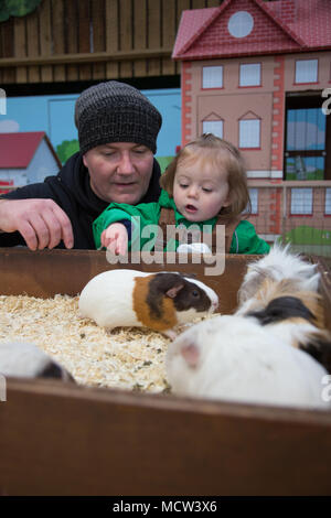 Il Toddler accarezzare un cavia Foto Stock