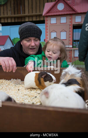 Il Toddler accarezzare un cavia Foto Stock