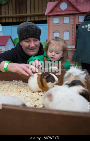 Il Toddler accarezzare un cavia Foto Stock