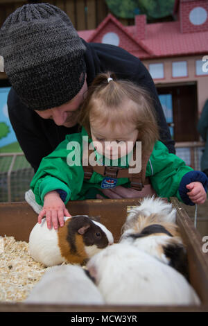 Il Toddler accarezzare un cavia Foto Stock