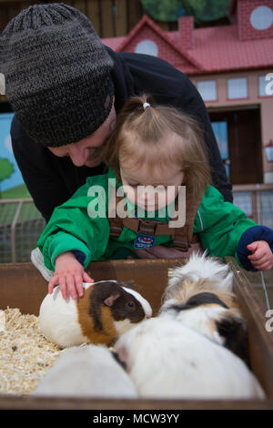 Il Toddler accarezzare un cavia Foto Stock