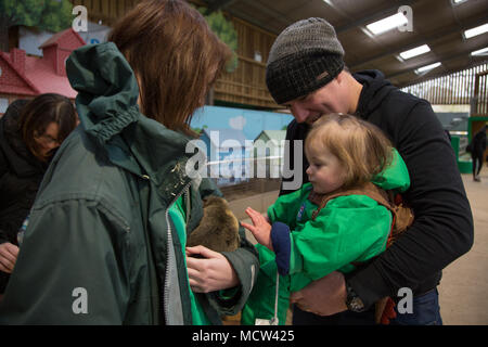 Il Toddler accarezzare un cavia Foto Stock