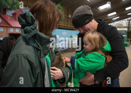 Il Toddler accarezzare un cavia Foto Stock