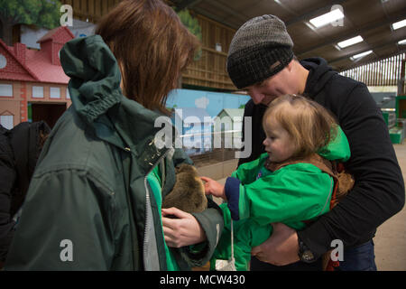 Il Toddler accarezzare un cavia Foto Stock