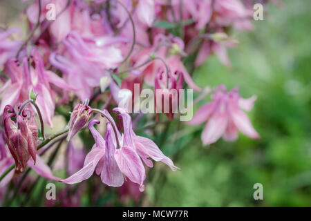 Rosa fiori columbine, con i loro lunghi nettare Speroni, sono visti da vicino contro a sfocare lo sfondo di colore verde nella tarda primavera. Foto Stock