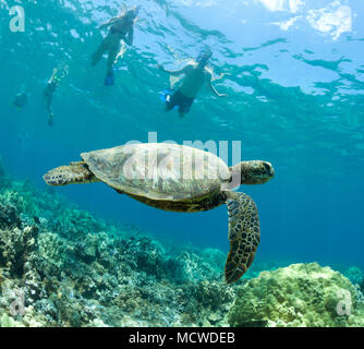 Snorkeling guarda una tartaruga verde al Black Rock, Kaanapali di Maui, Hawaii. Foto Stock