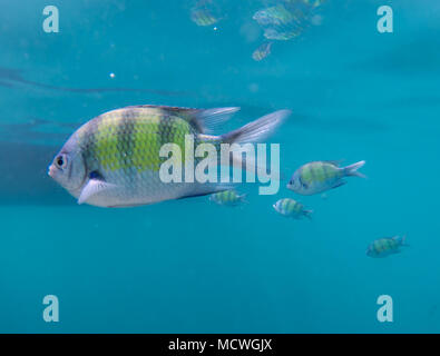 Foto subacquee del sergente fish swiming nel blu del mare tailandese vicino a Ko Ngai, Ko Lanta, Thailandia Foto Stock