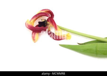 Morto Tulip Foto Stock