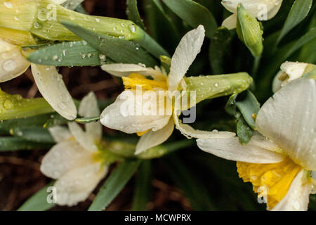 Guardando verso il basso sulla fioritura di bianco e giallo narcisi che sono coperti con gocce di pioggia dopo una tempesta di primavera. Foto Stock