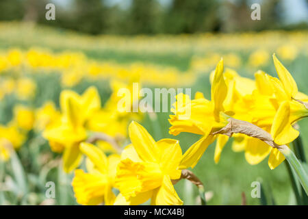 Luminoso giallo fresco narcisi sfondo Foto Stock