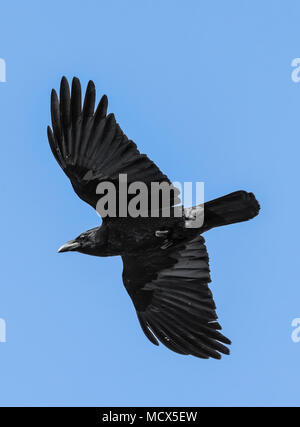 Carrion Crow (Corvus corone) uccello vola con ali fuori contro il cielo blu in primavera nel West Sussex, in Inghilterra, Regno Unito. Carrion Crow ritratto. Foto Stock