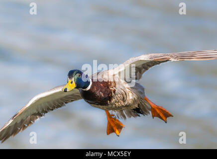 Drake Mallard Duck (Anas platyrhynchos) volando sopra acqua in primavera nel West Sussex, in Inghilterra, Regno Unito. Foto Stock