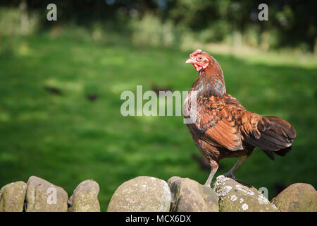 Free range gallina bantam pollo su una fattoria Foto Stock