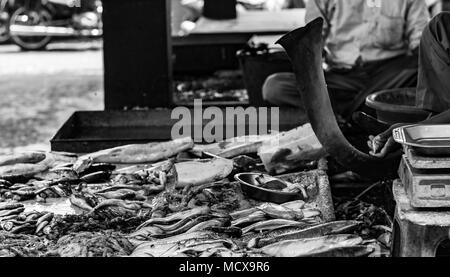 Hilsa rohu katla astice di gamberi e vari tipi di pesci visualizzati in indian mercato del pesce a Kolkata in bianco e nero Foto Stock