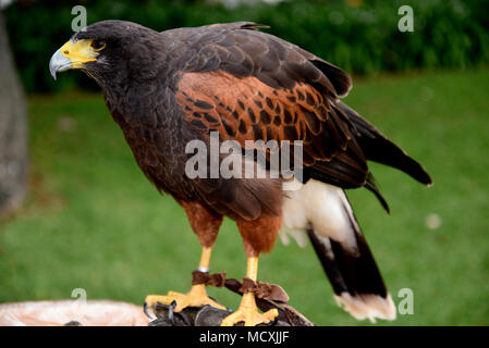 Harris Hawk nella motivazione di un Hotel di lusso a Funchal Madeira Portogallo chiamato Sunshine Foto Stock