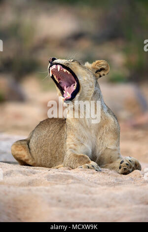 Leonessa (Panthera leo), femmina adulta, sbadigli, seduta in dry riverbed, Sabi Sand Game Reserve, Parco Nazionale Kruger Foto Stock