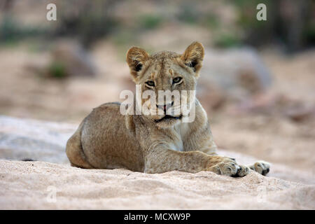 Lion (Panthera leo), femmina adulta, attento, osservando, seduta in dry riverbed, Sabi Sand Game Reserve, Parco Nazionale Kruger Foto Stock