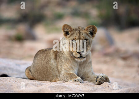 Lion (Panthera leo), femmina adulta, attento, osservando, seduta in dry riverbed, Sabi Sand Game Reserve, Parco Nazionale Kruger Foto Stock
