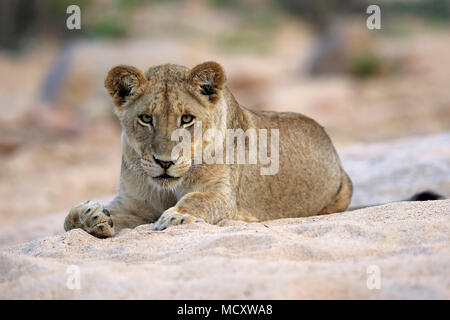 Lion (Panthera leo), femmina adulta, attento, osservando, seduta in dry riverbed, Sabi Sand Game Reserve, Parco Nazionale Kruger Foto Stock