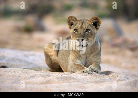 Lion (Panthera leo), femmina adulta, attento, osservando, seduta in dry riverbed, Sabi Sand Game Reserve, Parco Nazionale Kruger Foto Stock