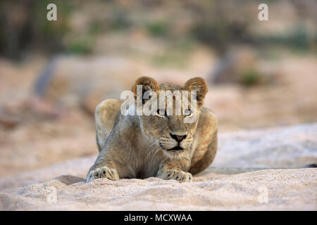 Lion (Panthera leo), femmina adulta, attento, osservando, seduta in dry riverbed, Sabi Sand Game Reserve, Parco Nazionale Kruger Foto Stock