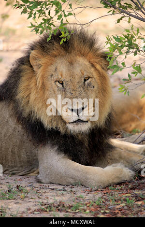 Lion (Panthera leo), maschio adulto, animale ritratto, seduti sotto i cespugli, Sabi Sand Game Reserve, Parco Nazionale Kruger Foto Stock