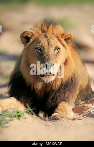 Lion (Panthera leo), maschio adulto, animale ritratto, seduta in dry riverbed, Sabi Sand Game Reserve, Parco Nazionale Kruger Foto Stock