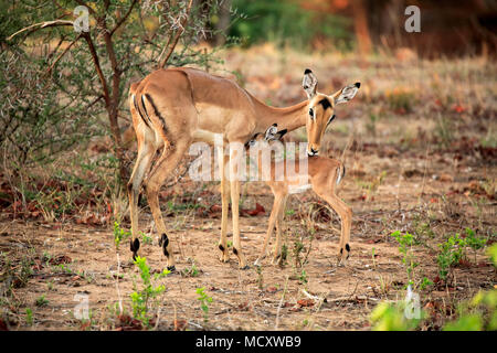 Impala (Aepyceros melampus), adulto, vecchio femmina con i giovani, il comportamento sociale, Sabi Sand Game Reserve, Parco Nazionale Kruger Foto Stock
