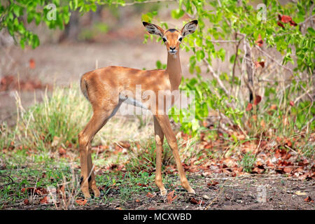 Impala (Aepyceros melampus), giovane animale, attento, Sabi Sand Game Reserve, Kruger National Park, Sud Africa Foto Stock