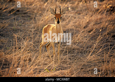 Steenboks (Raphicerus campestris), maschio adulto, attento in piedi in erba secca, Kruger National Park, Sud Africa Foto Stock