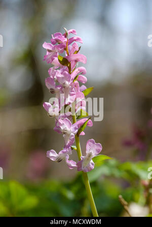 Larkspur cava (Corydalis cava), fiore rosa, Alta Baviera, Baviera, Germania Foto Stock