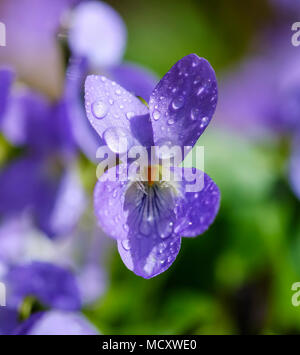 Legno (Viola Viola odorata), fiore con gocce di acqua alta Baviera, Baviera, Germania Foto Stock