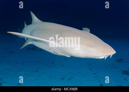 Bruno squalo nutrice (Nebrius ferrugineus), Oceano Indiano, Maldive Foto Stock
