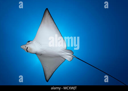 Raggio di aquila chiazzato (Aetobatus narinari), Oceano Indiano, Maldive Foto Stock