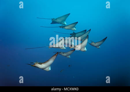 Sciame Spotted Raggi eagle (Aetobatus narinari), Oceano Indiano, Maldive Foto Stock