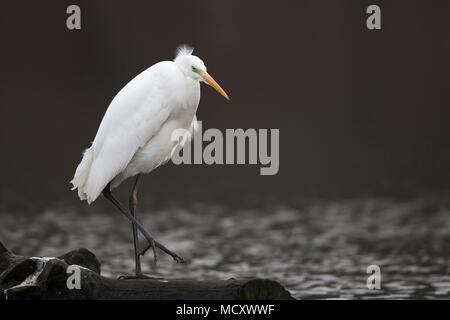 Airone bianco maggiore (Ardea alba) sorge su deadwood dall'acqua, Hesse, Germania Foto Stock