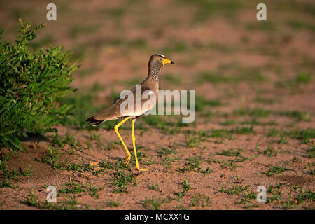 Wattled africana pavoncella (Vanellus senegallus), adulto, in esecuzione, attento, Sabi Sand Game Reserve, Parco Nazionale Kruger Foto Stock