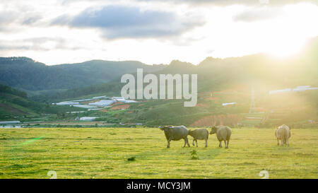 Il WILDHORSES giocando, mangiare e attraversare il piccolo fiume di Dalat, VIETNAM Foto Stock