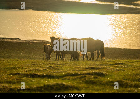 Il WILDHORSES giocando, mangiare e attraversare il piccolo fiume di Dalat, VIETNAM Foto Stock