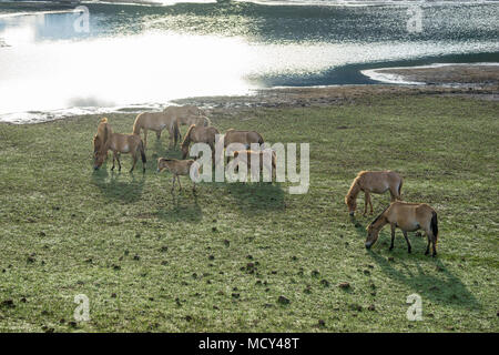 Il WILDHORSES giocando, mangiare e attraversare il piccolo fiume di Dalat, VIETNAM Foto Stock