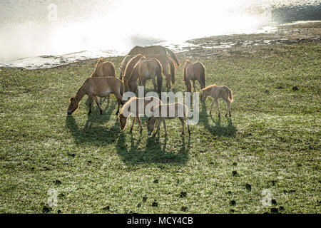 Il WILDHORSES giocando, mangiare e attraversare il piccolo fiume di Dalat, VIETNAM Foto Stock