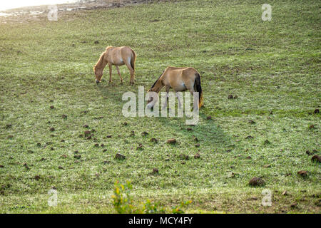 Il WILDHORSES giocando, mangiare e attraversare il piccolo fiume di Dalat, VIETNAM Foto Stock