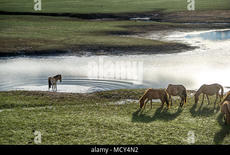 Il WILDHORSES giocando, mangiare e attraversare il piccolo fiume di Dalat, VIETNAM Foto Stock