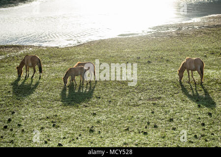 Il WILDHORSES giocando, mangiare e attraversare il piccolo fiume di Dalat, VIETNAM Foto Stock