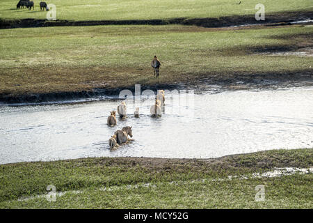 Il WILDHORSES giocando, mangiare e attraversare il piccolo fiume di Dalat, VIETNAM Foto Stock