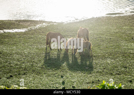 Il WILDHORSES giocando, mangiare e attraversare il piccolo fiume di Dalat, VIETNAM Foto Stock