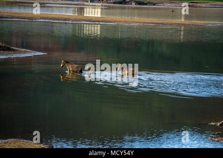 Il WILDHORSES giocando, mangiare e attraversare il piccolo fiume di Dalat, VIETNAM Foto Stock